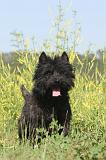CAIRN TERRIER 014